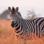 A zebra amongst the Savannah grass, in Kruger, South Africa.