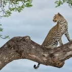 Leopard in a tree in South Africa