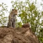 Leopard on a rock in South Africa