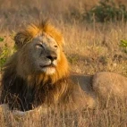 Lion lying down in South Africa