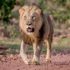 Lion in South Africa