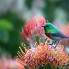 A southern double-collared sunbird in South Africa