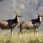 Blesbok in South Africa