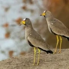 Wattled lapwing in South Africa