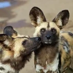 Wild dog in South Africa