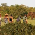 Walking safari & elephant at Rhino Plains Camp in South Africa.