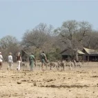Walking safari & zebra at Rhino Plains Camp in South Africa.