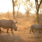 White rhino in Sabi Sands Game Reserve, South Africa
