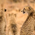 Cheetah in South Africa