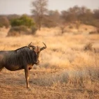 Blue wildebeest in Timbavati Game Reserve, South Africa