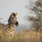 Burchell's zebra in Timbavati Game Reserve, South Africa