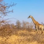 Giraffe in Timbavati Game Reserve, South Africa