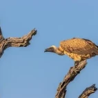 White-backed vulture in Timbavati Game Reserve, South Africa