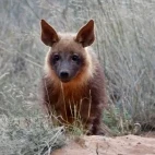 Brown hyena pup.