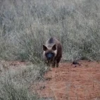 Brown hyena pup.