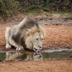 Lion.