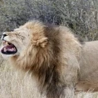 Lion.