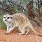 Meerkat.