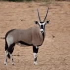 Oryx.
