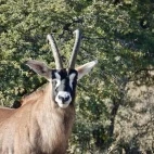 Roan.