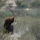 Sable.
