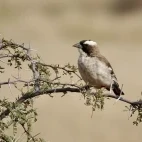 White-browed sparrow weaver.