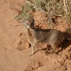 Yellow mongoose.