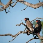 Two bateleur's in South Africa