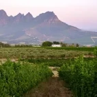 View of Stellenbosch Vineyards in South Africa