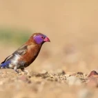 Violet-eared waxbill