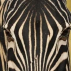 Zebra in South Africa