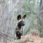 African wild dog in South Africa
