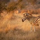 Zebra in South Africa