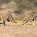 Cheetah in Tanzania.