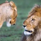 Lion pair in Tanzania.