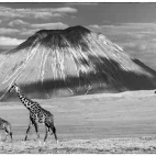 Ol Doinyo Lengai volcano & giraffes in Tanzania.