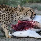 Cheetah feeding on a gazelle in the Serengeti, Tanzania.