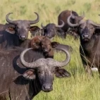 Buffalo and little egret in Uganda.