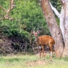 Bushbuck in Uganda.