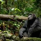 Chimpanzee in Kibale Forest, Uganda.