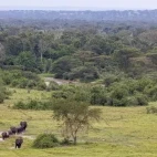 Herd of elephants in Uganda.