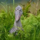 Shoebill in Uganda.