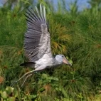 Shoebill in flight, Uganda.