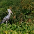 Shoebill in Uganda.