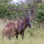A pair of topi in Uganda.