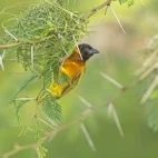 Weaver bird in Uganda.