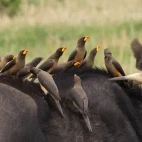 Yellow-billed oxpeckers on buffalo in South Africa