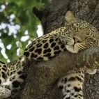 Leopard in South Luangwa National Park, Zambia.