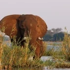 African elephant in Lower Zambezi National Park, Zambia.