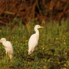 Cattle egret in Lower Zambezi National Park, Zambia.